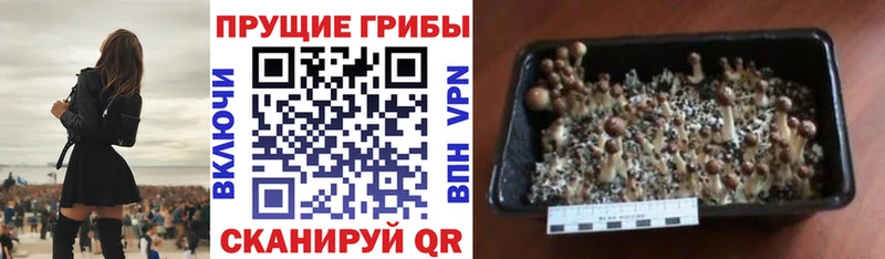 Купить закладки  Павлово  Псилоцибиновые грибы Psilocybine cubensis 